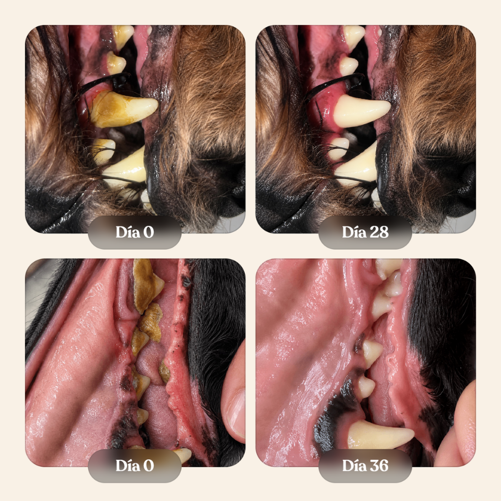 Peluna Fresh for Dogs | Aditivo Oral para Perros