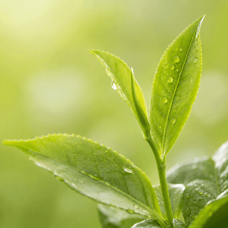 Extracto de Té Verde